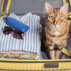 Cat sitter