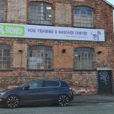 Training and Pet Sitting services