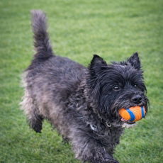 Fully insured, experienced dog walker in Eastbourne