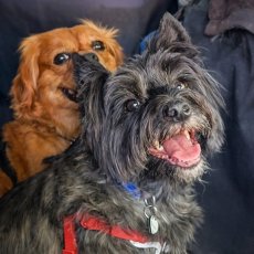 Fully insured, experienced dog walker in Eastbourne