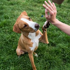 London's Top Dog and Puppy Training