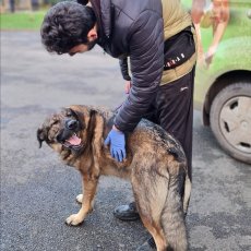 The Dog Educator