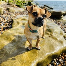 Dog walker based in Hastings