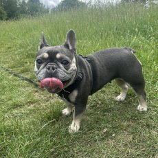 Dog Walkers in Ealing, Chiswick, West London