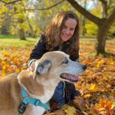 Dog Walking & Pet Sitting Services in Headingley