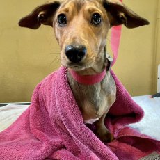 Mobile Dog Grooming Norwich