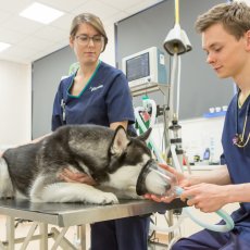 Out-of-hours emergency care for veterinary practices